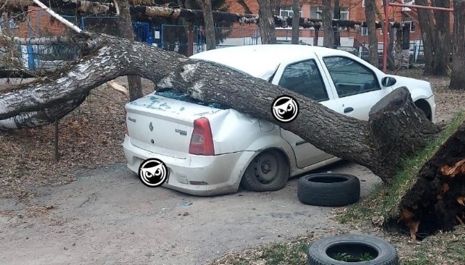 В Пензе из-за сильного ветра дерево упало на машину