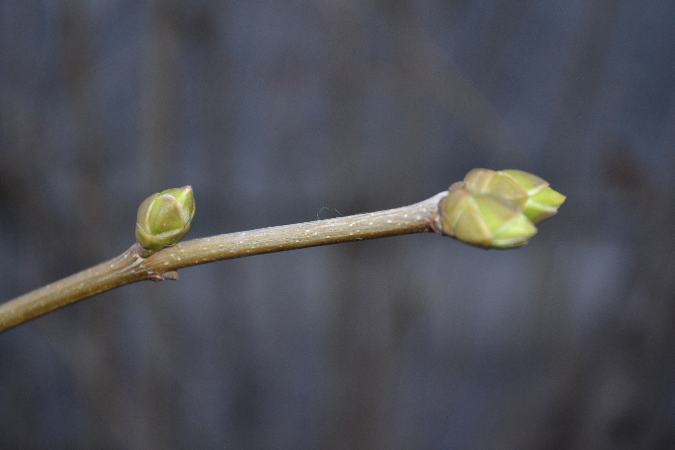 Стало известно, где в Пензе появится новый сквер к 9 мая