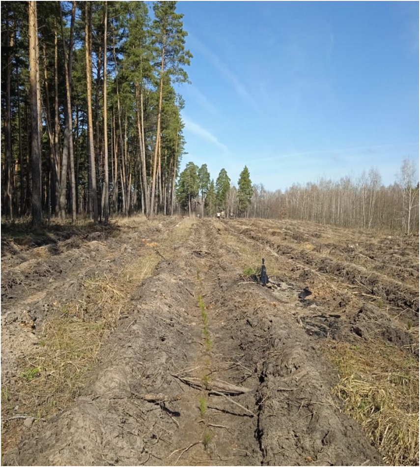 В Сердобском районе высадили 40 тысяч сеянцев сосны обыкновенной