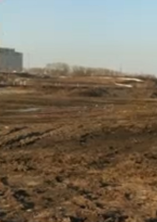 Пензенский орнитолог рассказал о судьбе чаек, селившихся на пруду у 6-ой горбольницы