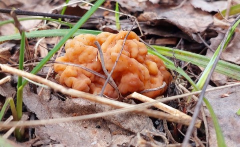 Пензенские грибники рассказали о появлении первых сморчков в лесах региона