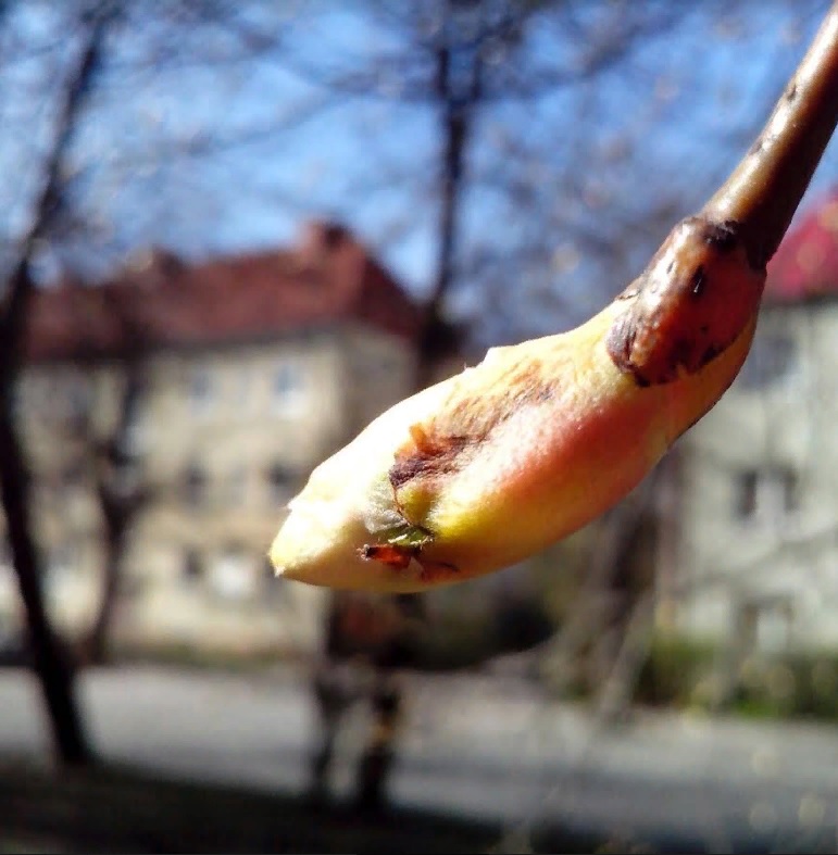 3 апреля в Пензе потеплеет до +16 градусов