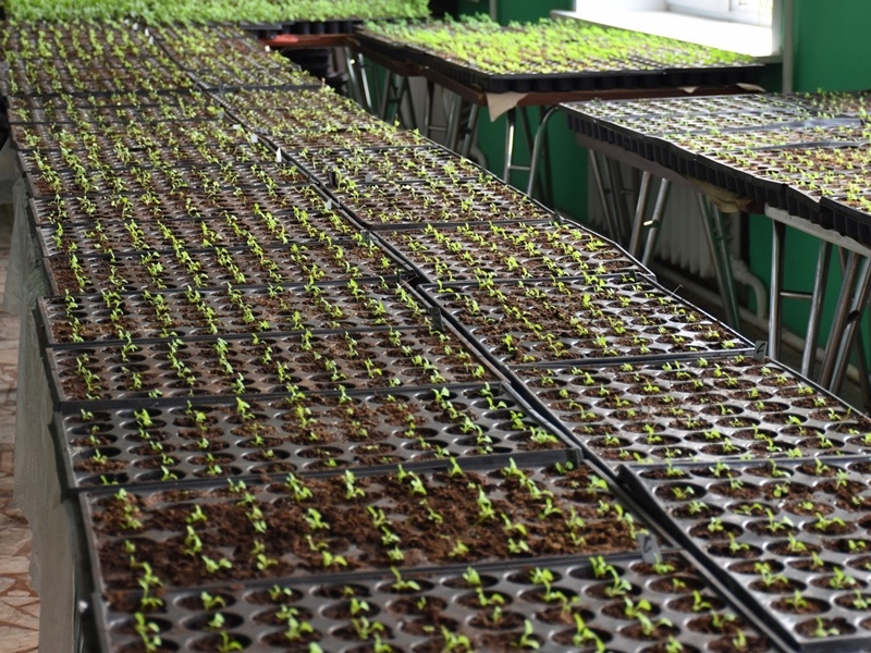 Пензу украсят свыше 170 тысяч различных цветов