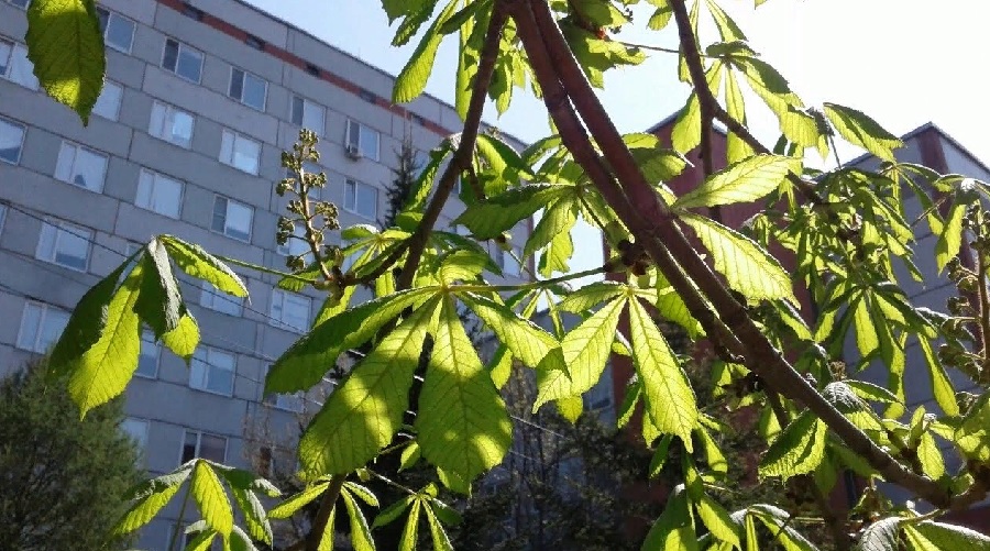 В Пензе начнут высаживать быстрорастущие деревья