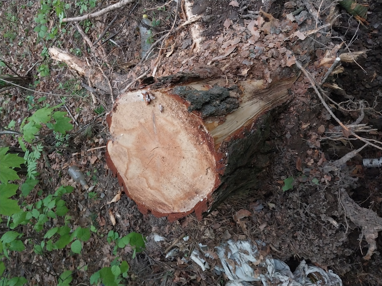 В Сосновоборском районе к ответственности привлекут «черных дровосеков»