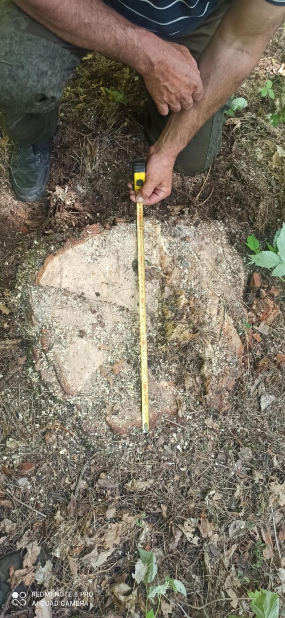 В Мокшанском районе «черный лесоруб» попался на уничтожении сосны