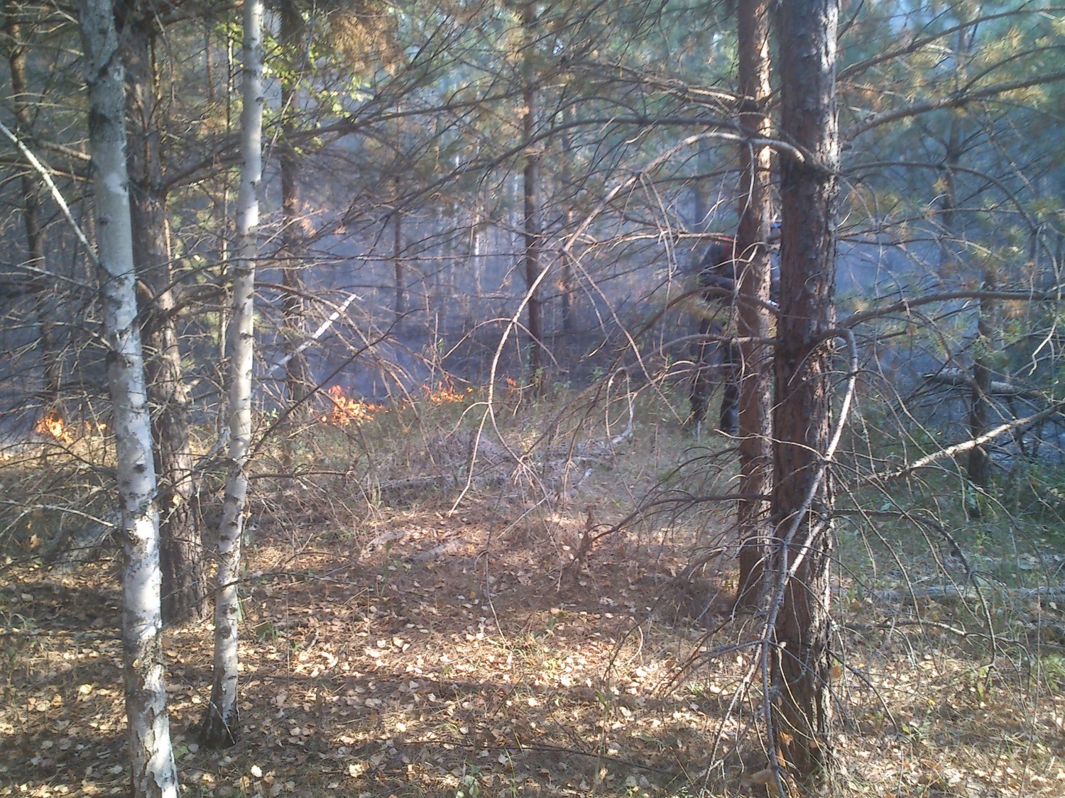 В Кузнецком районе потушили мощный лесной пожар