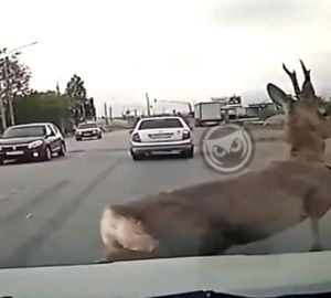 В Пензе на видео попала косуля, пробежавшая перед автомобилем