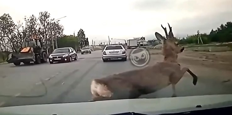 В Пензе на видео попала косуля, пробежавшая перед автомобилем