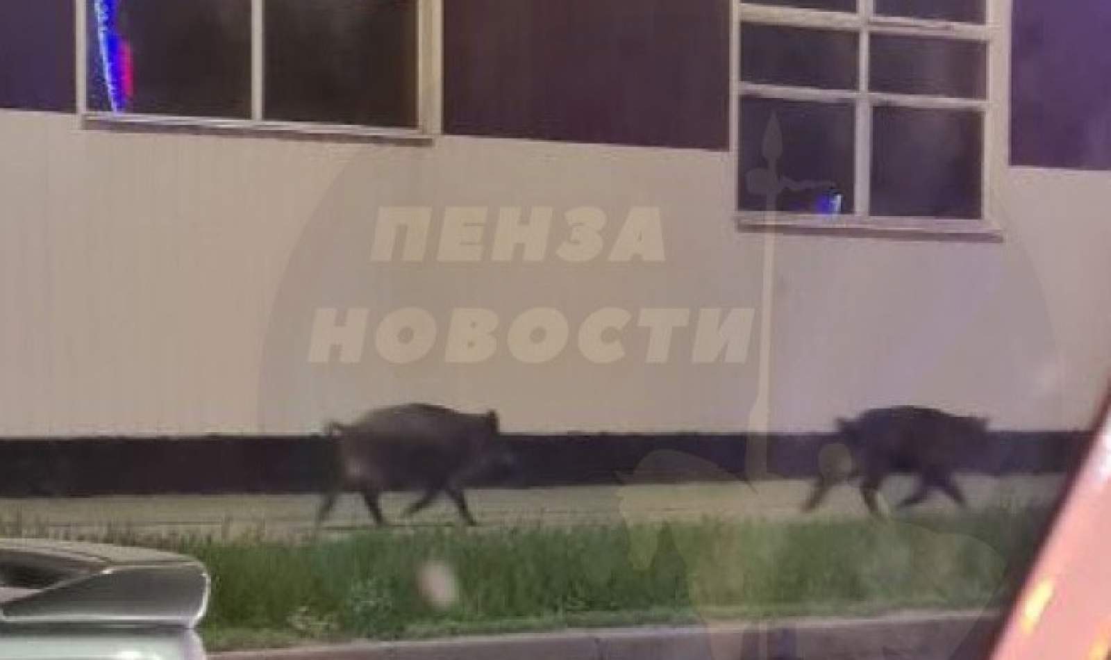 Пензенцы вновь заметили двух кабанов, «устроивших забег» по улицам города