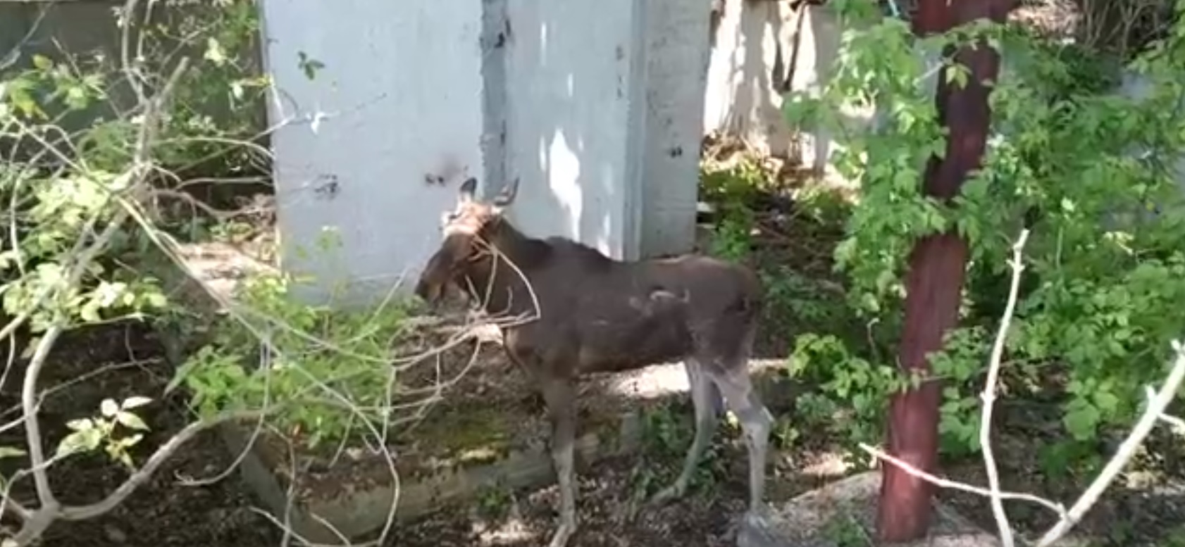 В Кузнецке лось свалился в заброшенный бассейн