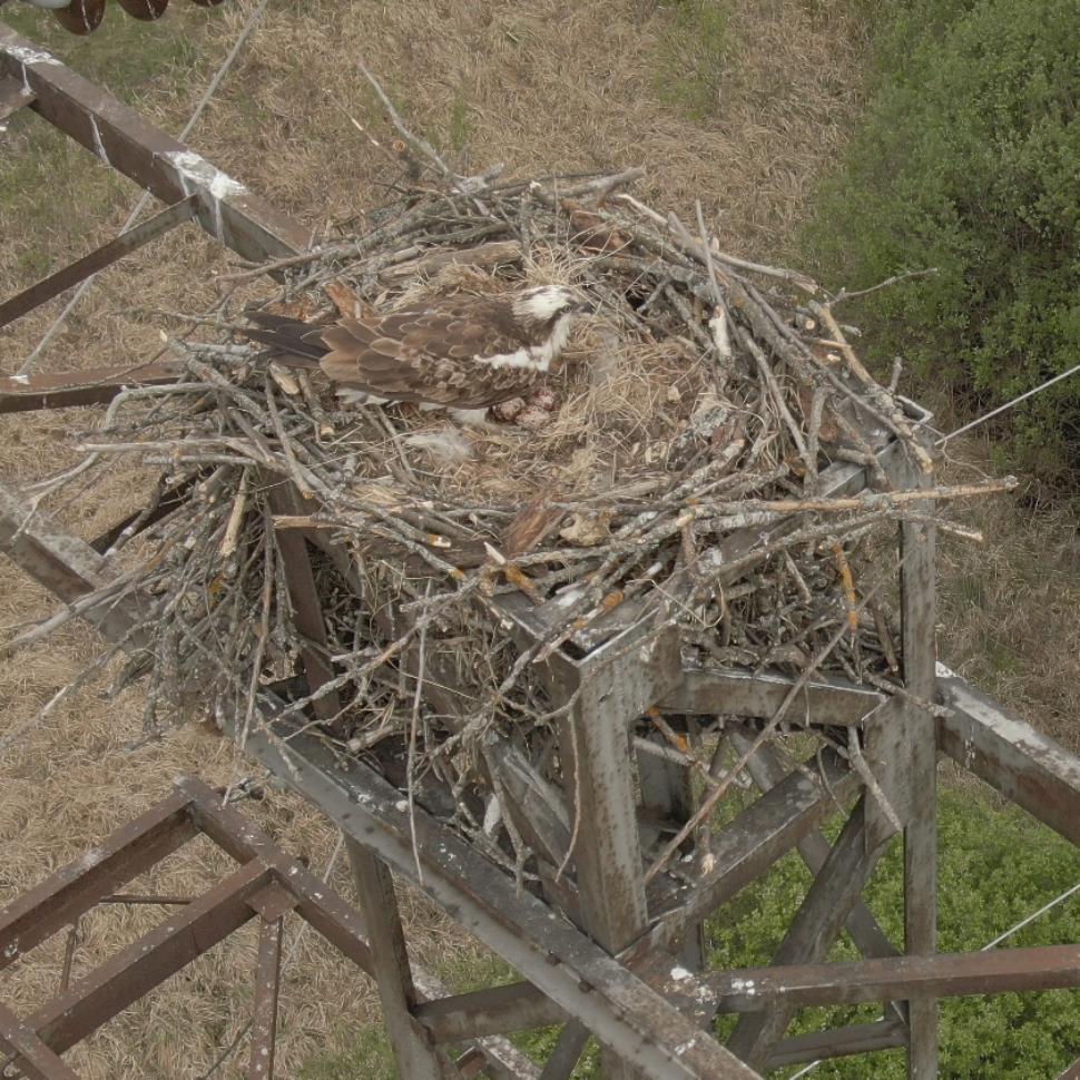 В Пензенской области нашли новое место гнездования редкой птицы