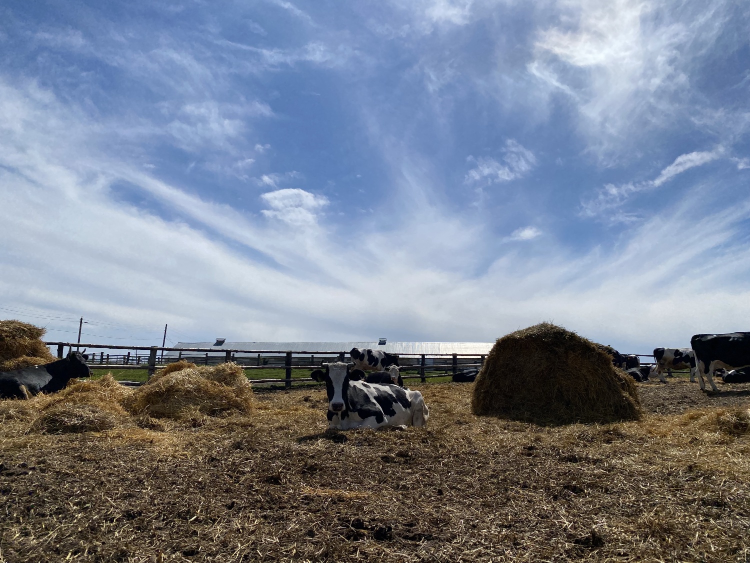 Пензенская область оказалась в лидерах по надою молока среди регионов ПФО