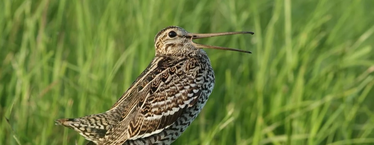 Пензенцев пригласили пересчитать редких птиц перелетающих через регион