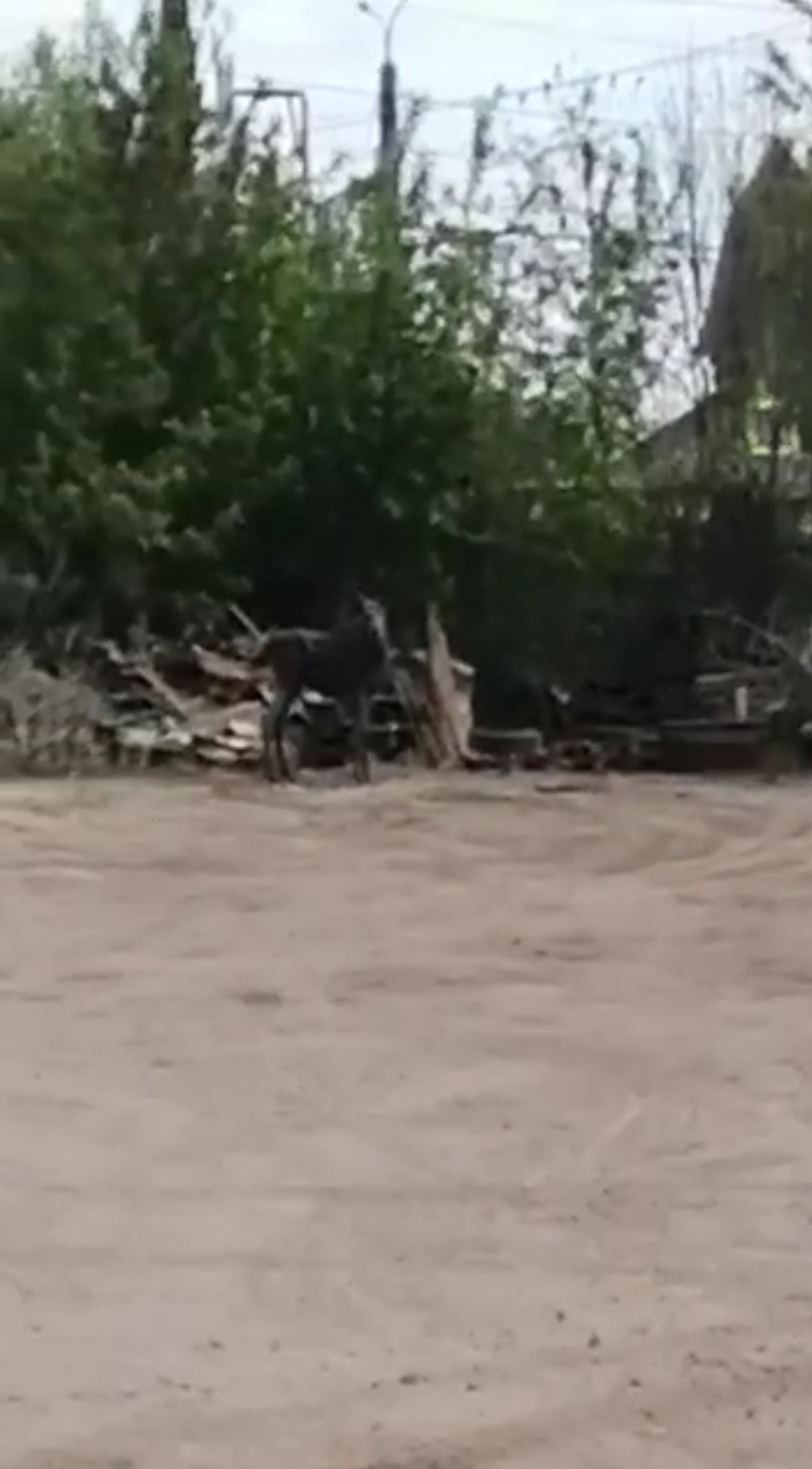 Жители Пензы повстречали на городских улицах дикого лося