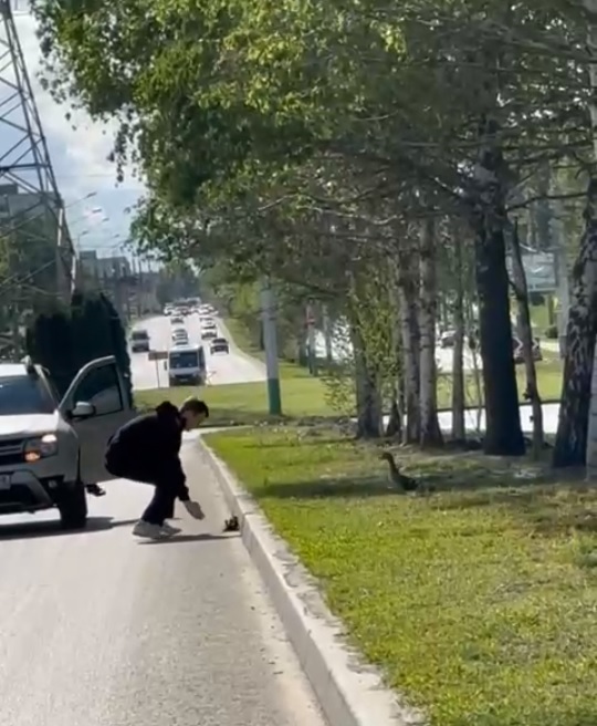 Житель Пензы спас маленьких утят, переходящих дорогу