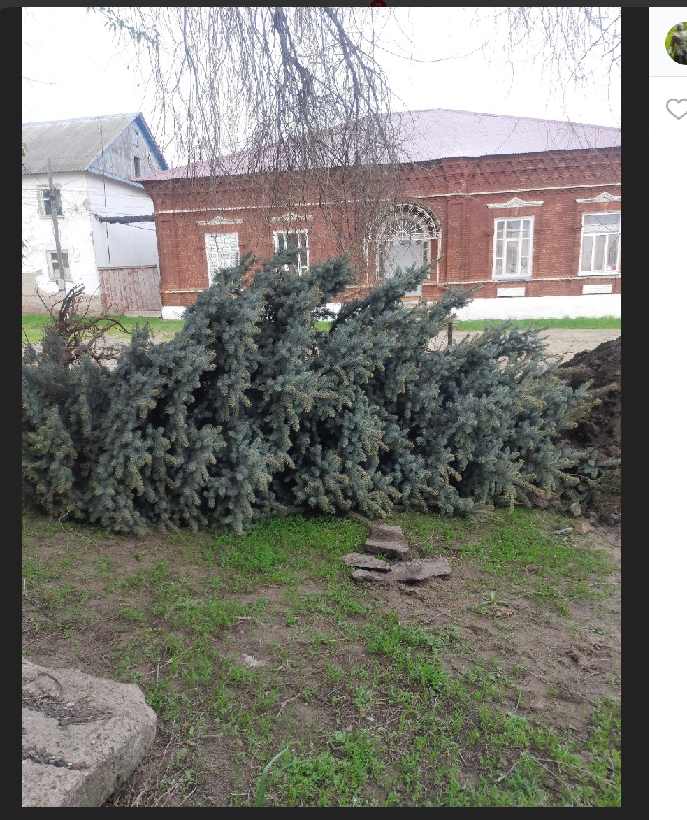 В Сердобске варвары вырвали с корнем редкие ели