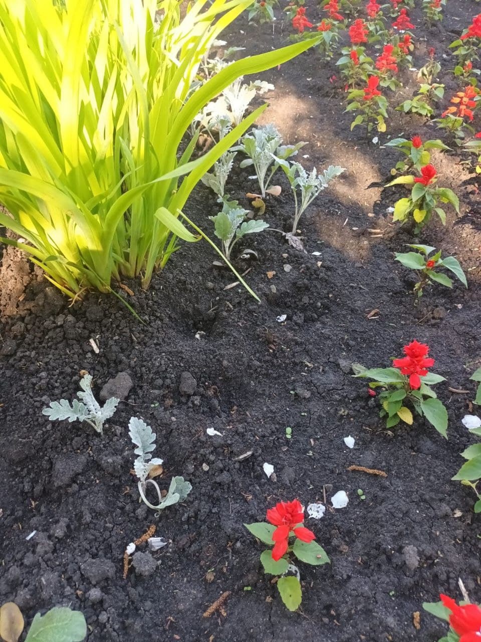 Пензенцы украли цветочную рассаду, высаженную в городе ко Дню Победы