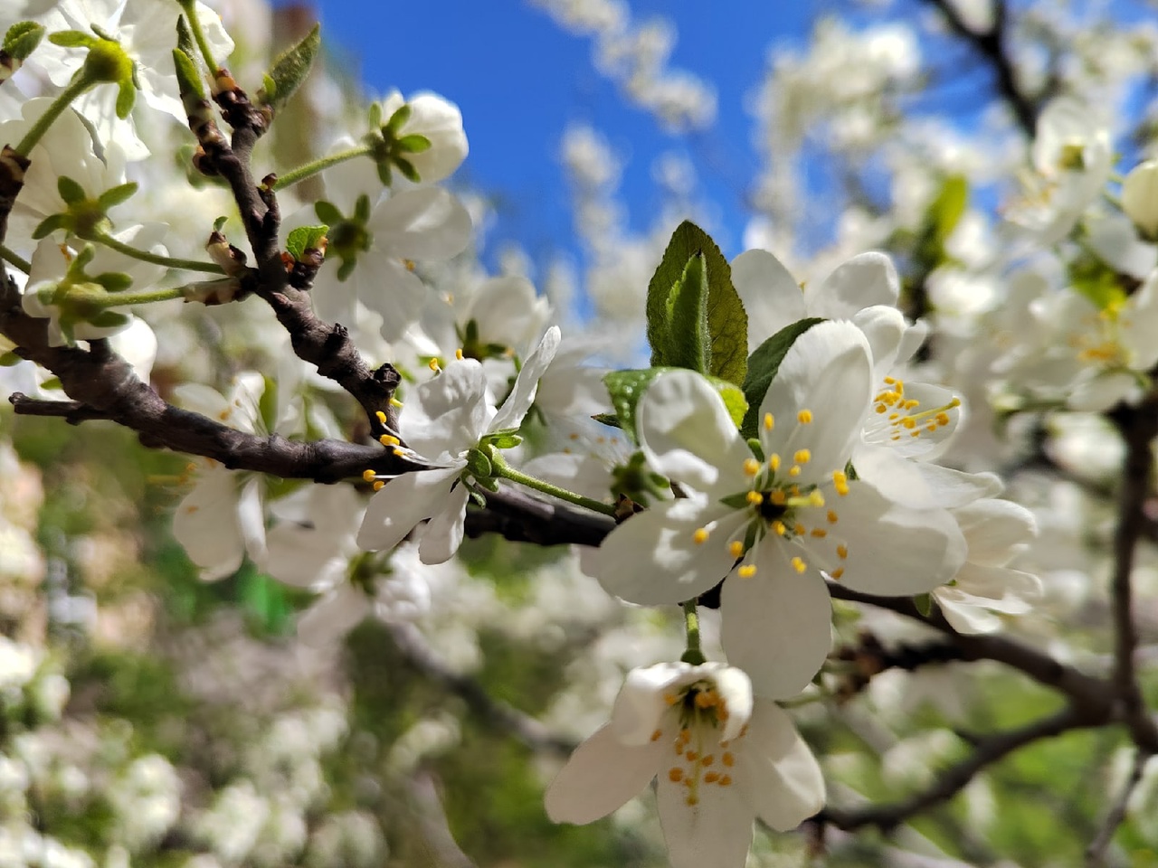 В Пензенской области потеплеет до 26 градусов