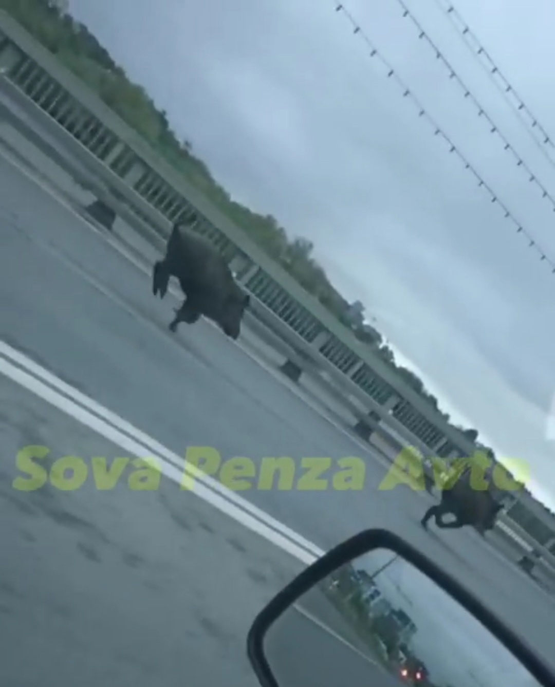 Пензенцы повстречали на трассе парнокопытных «бегунов»