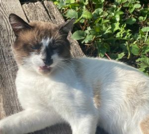 В 70% кормов для кошек специалисты Роскачества нашли пестициды