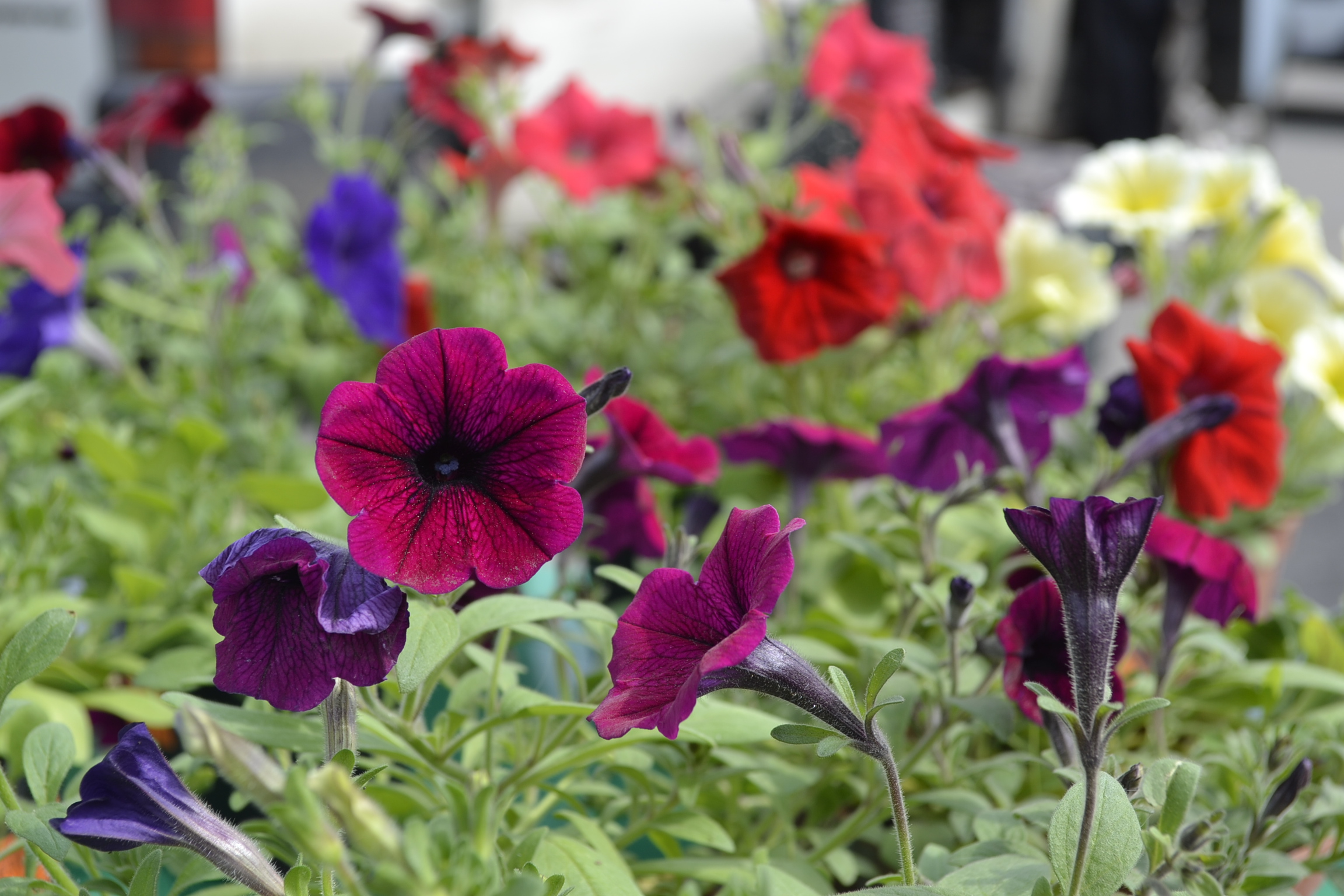 В Заречном будет высажено более 148 тысяч цветов