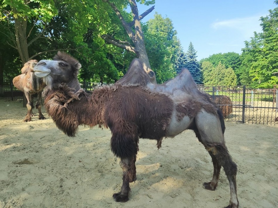 Пензенцам объяснили, почему животные в городском зоопарке облезли