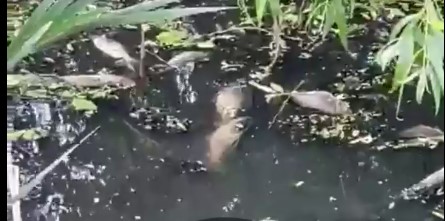 «Экологическая катастрофа»: пензенцы бьют тревогу по поводу загрязнения ручья Безымянный