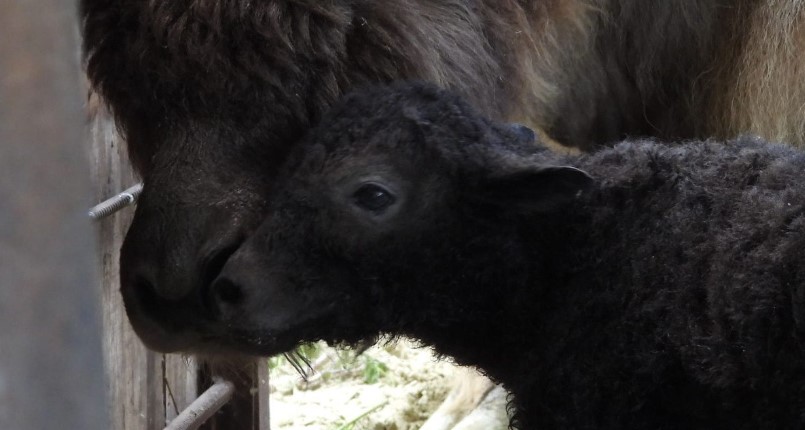 В пензенском зоопарке родился детеныш Яка