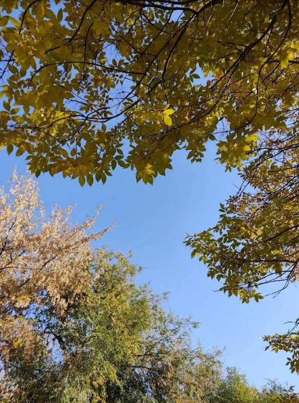 Пензенцам назвали опасные районы, где можно встретить клещей