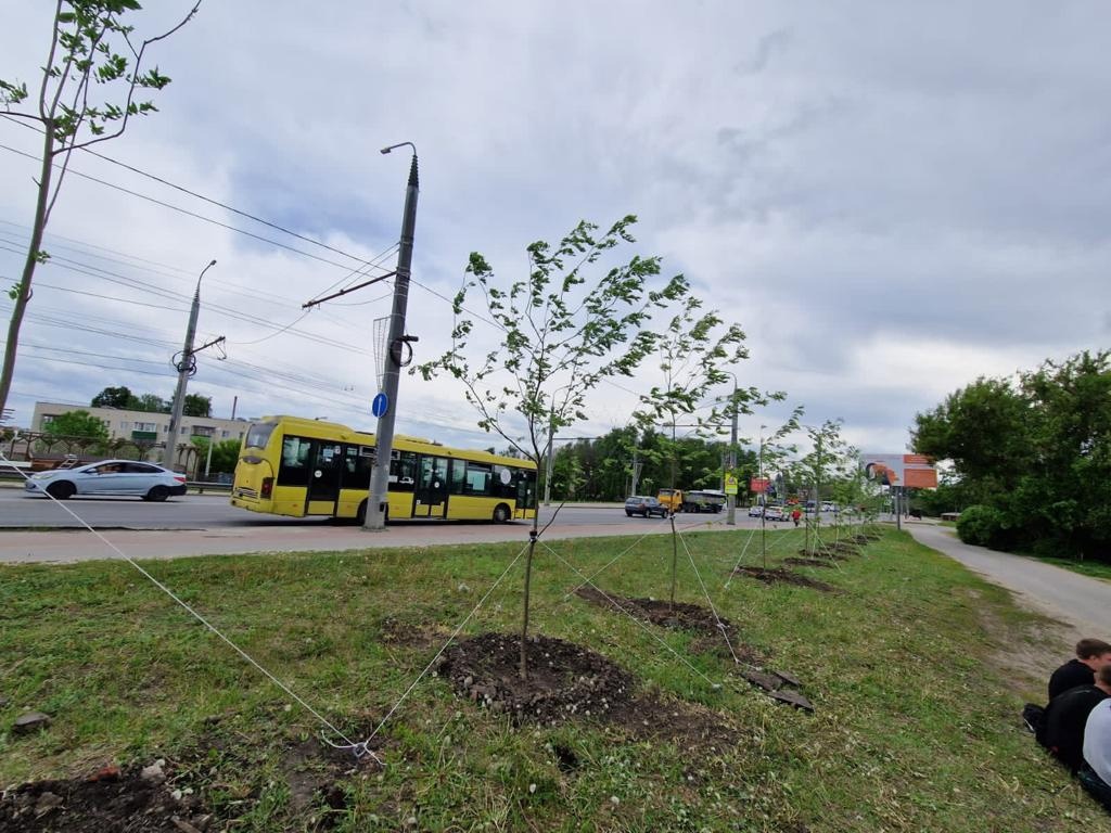 В Пензе на улице Терновского высадили 60 рябин