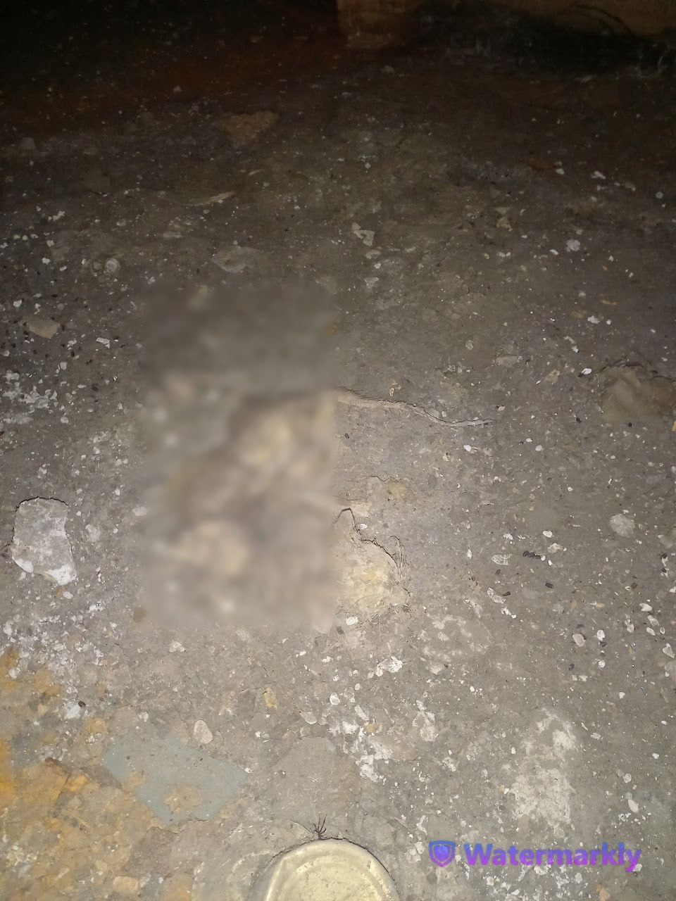 Пензенец обнаружил подвал, усеянный мертвыми кошками