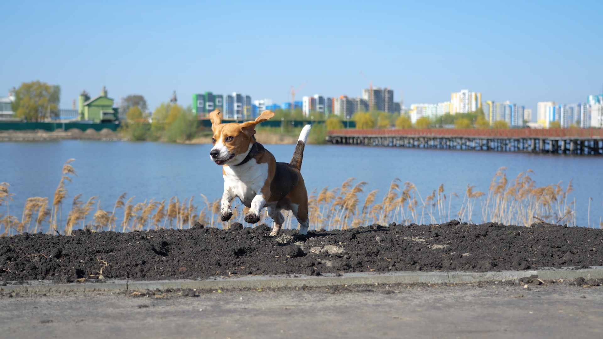 В Спутнике откроют площадку для дрессировки собак