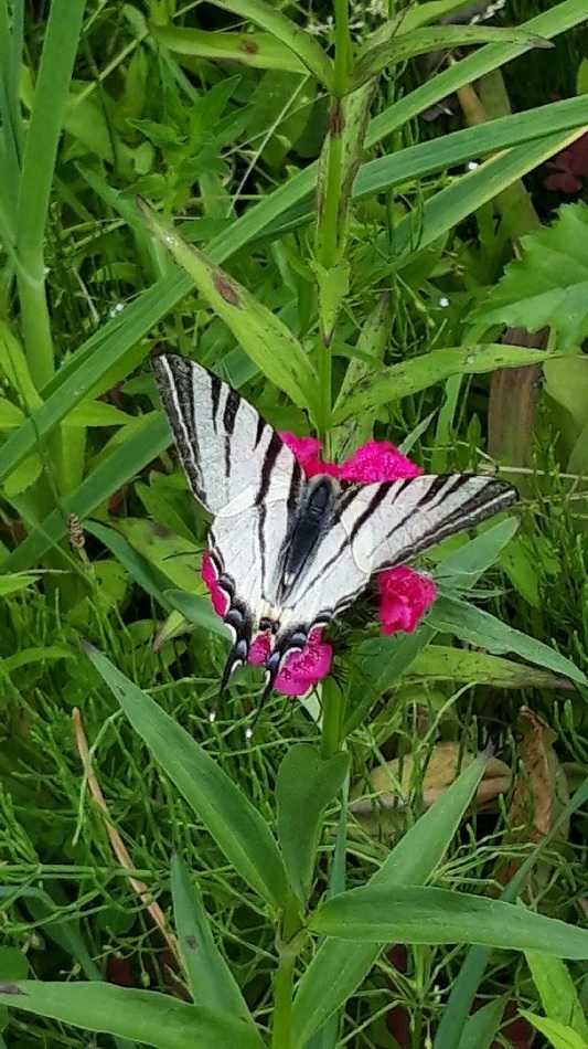 Пензенцы стали замечать на огородах редкую краснокнижную бабочку