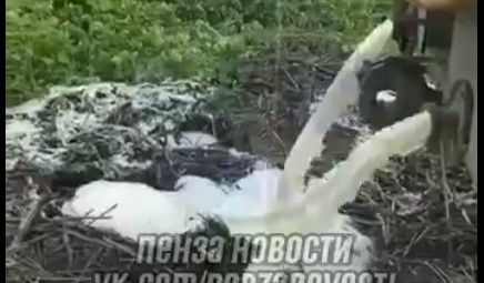 В Пензенской области слили в овраг молоко, собранное у местных жителей