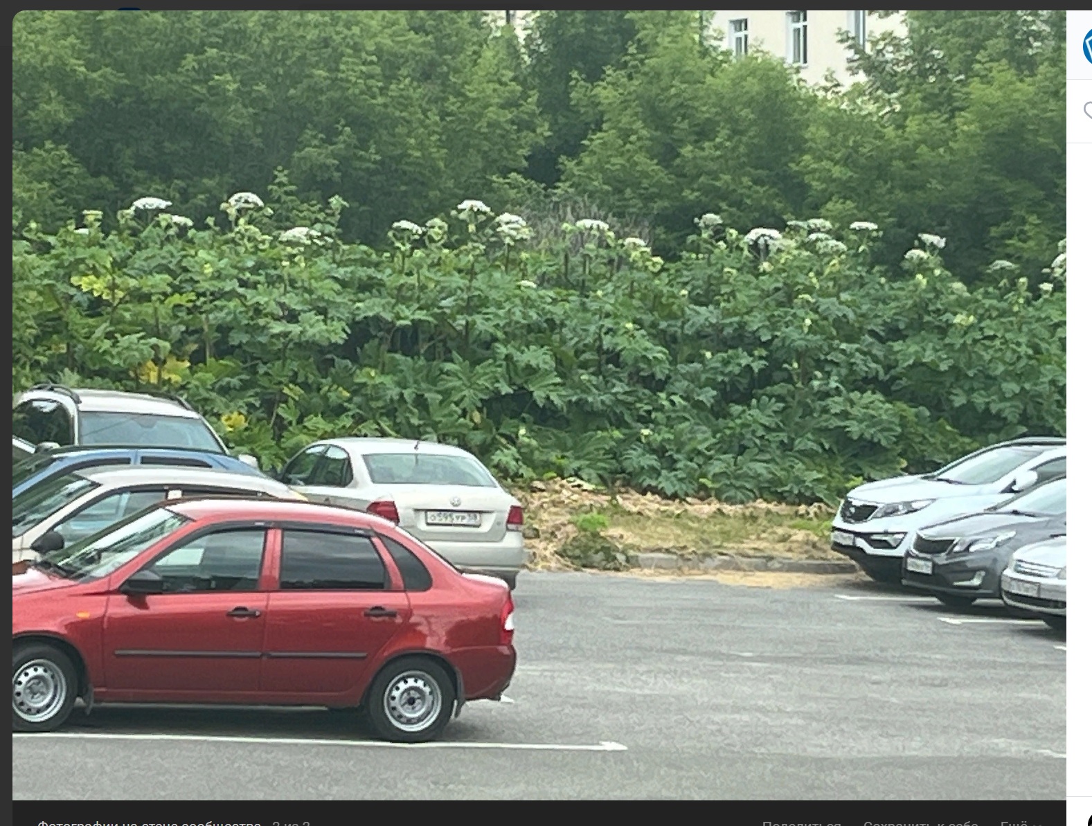 В Пензе не смогли до конца уничтожить заросли крайне опасного растения