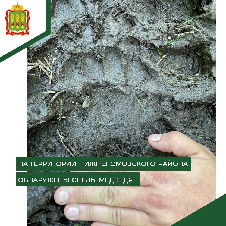 В Нижнеломовском районе обнаружили следы бурого медведя