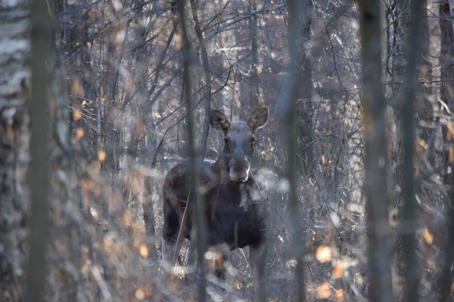 В Пензенской области браконьер заплатит крупную сумму за убийство лося