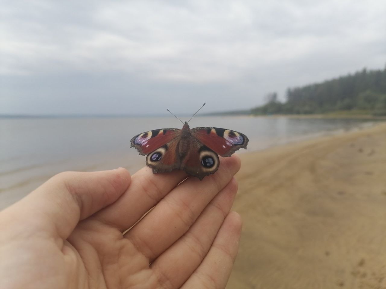В Лунино объявили карантинную зону из-за вредоносного насекомого