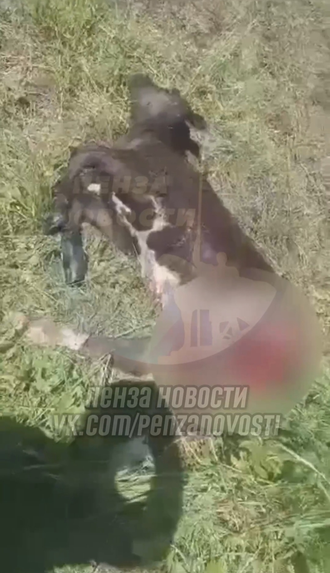 Житель Никольского района рассказал о звере, растерзавшем корову