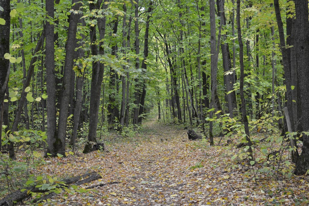 В Кузнецком районе женщина пошла в лес за ягодой и пропала