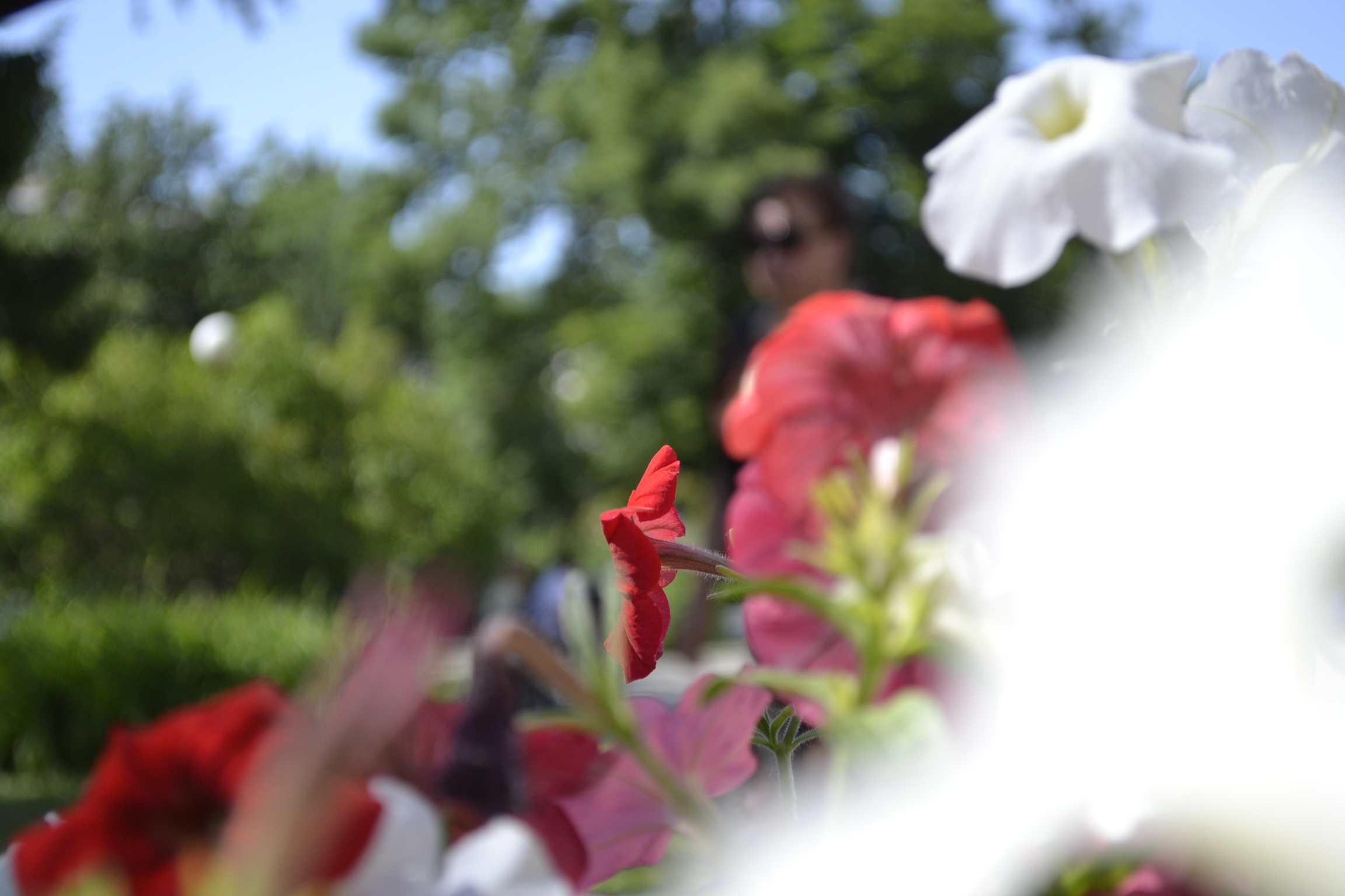 «Раньше было красиво, сейчас захолустье»: депутата Гордумы возмутило отсутствие клумб в Ахунах