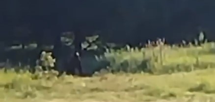 В Никольском районе медведь вышел к людям