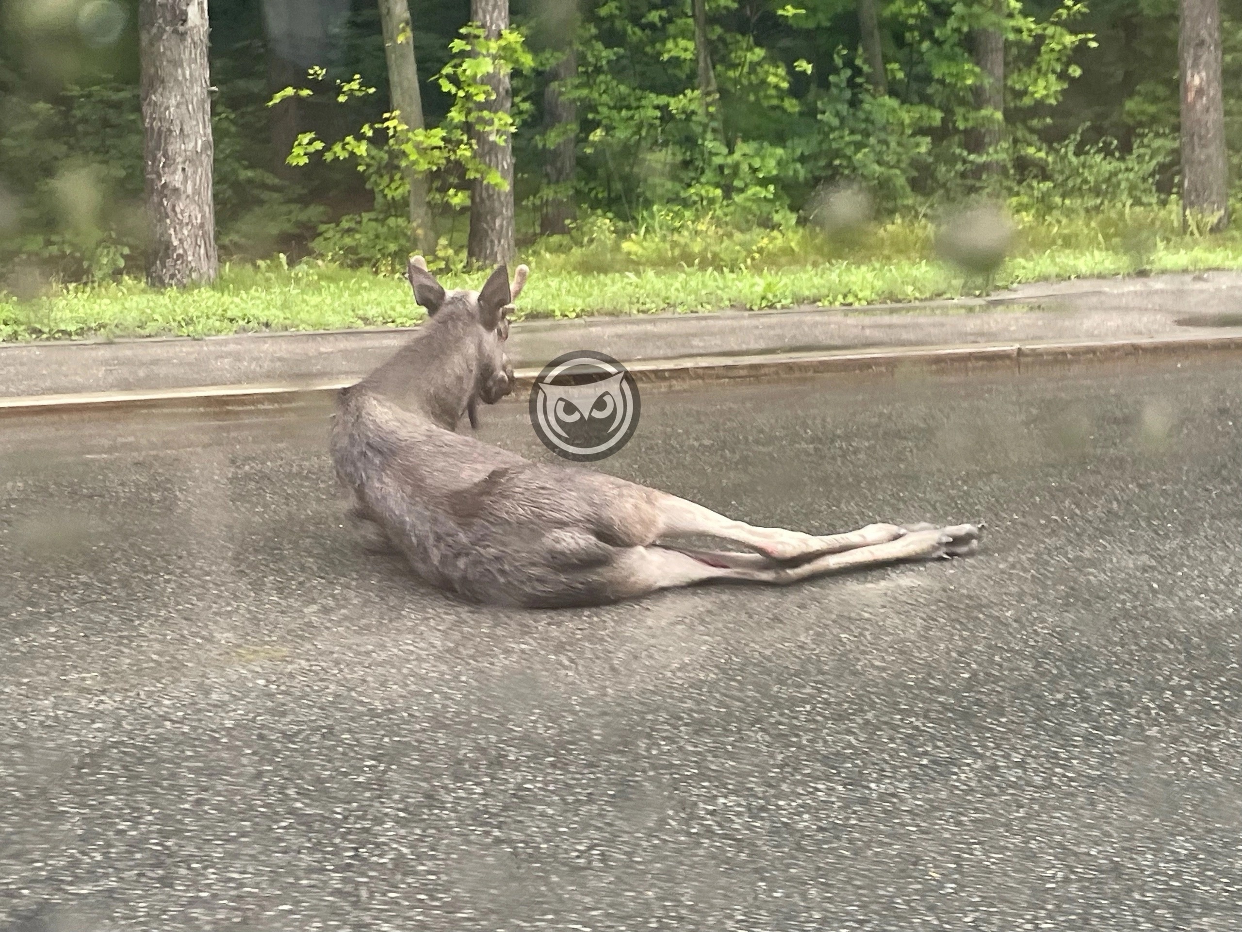 Водитель, сбивший лося на Окружной, рассказал подробности ДТП