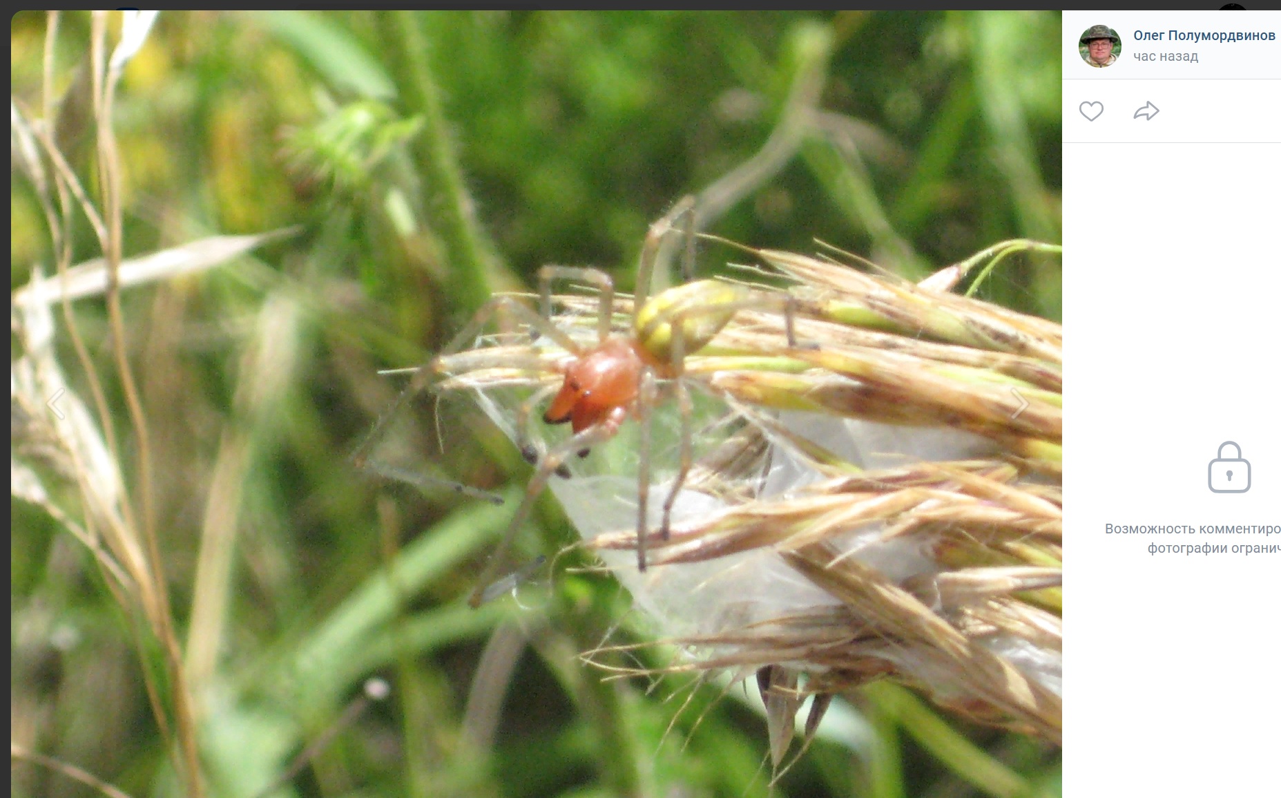 Пензенцам рассказали, что делать в случае укуса ядовитого паука