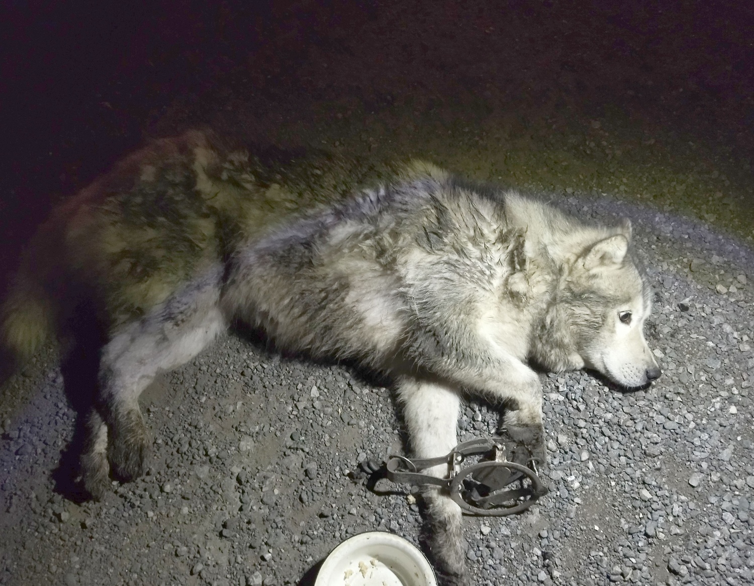 По Пензе расставили капканы: на улице Карпинского в ловушку угодила собака