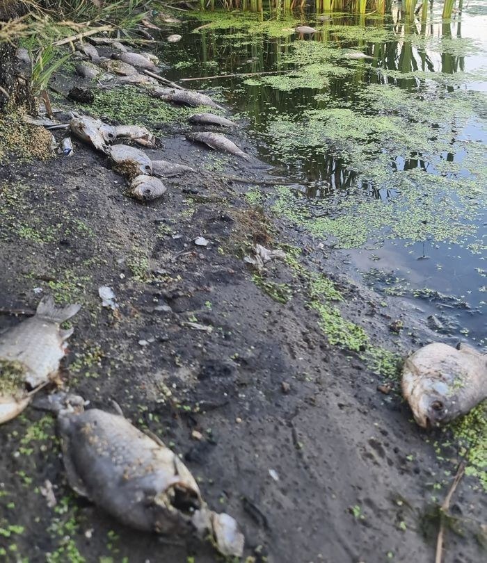Пензенские рыбаки обсуждают причину гибели рыбы в ручье Безымянный
