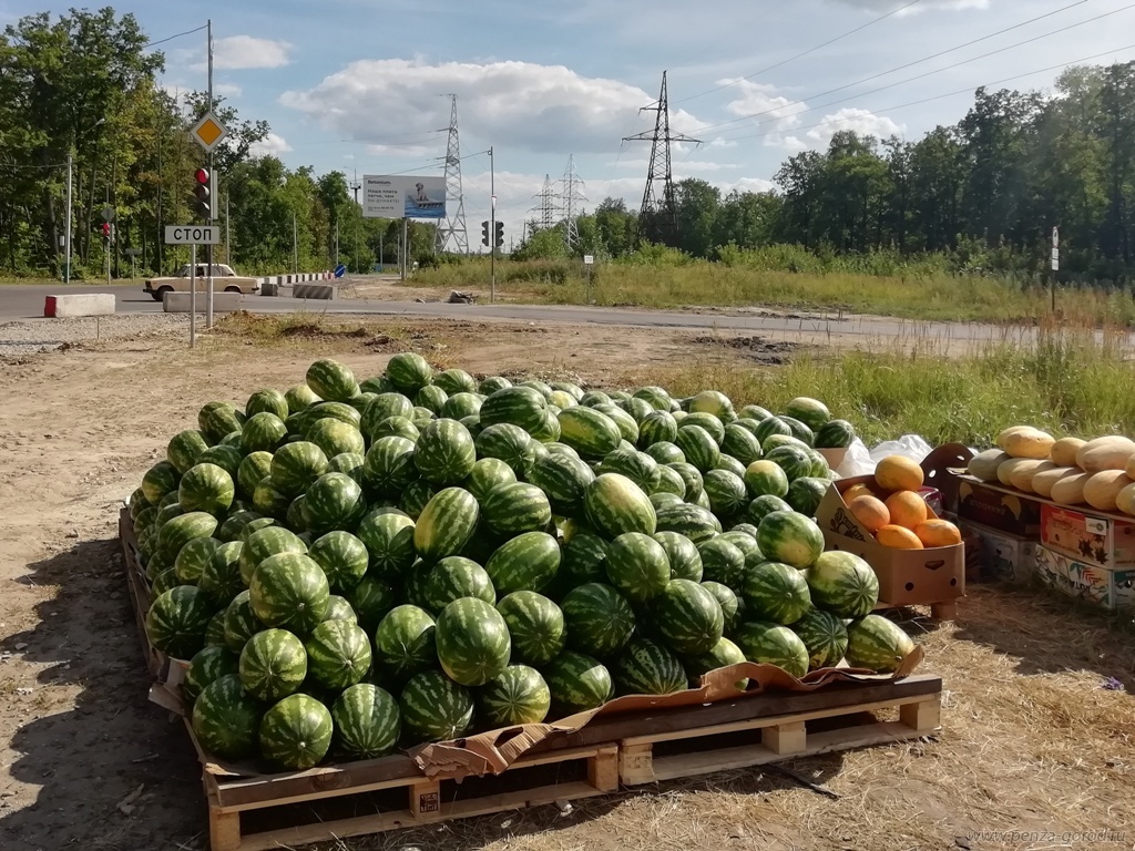 Пензенцам рассказали, как правильно выбрать арбузы