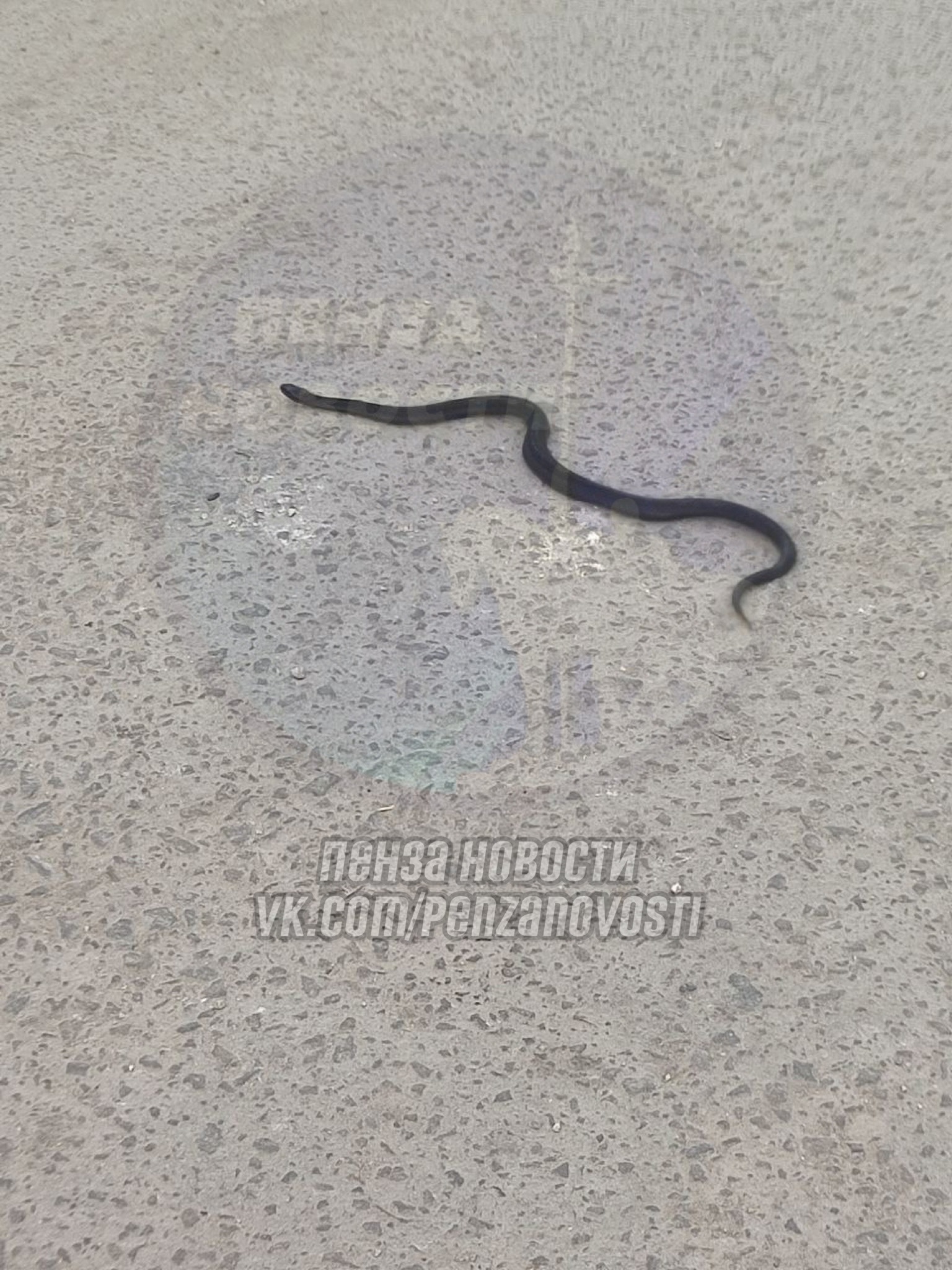 Нашествие змей: в Пензе горожане заметили ползучих гадов