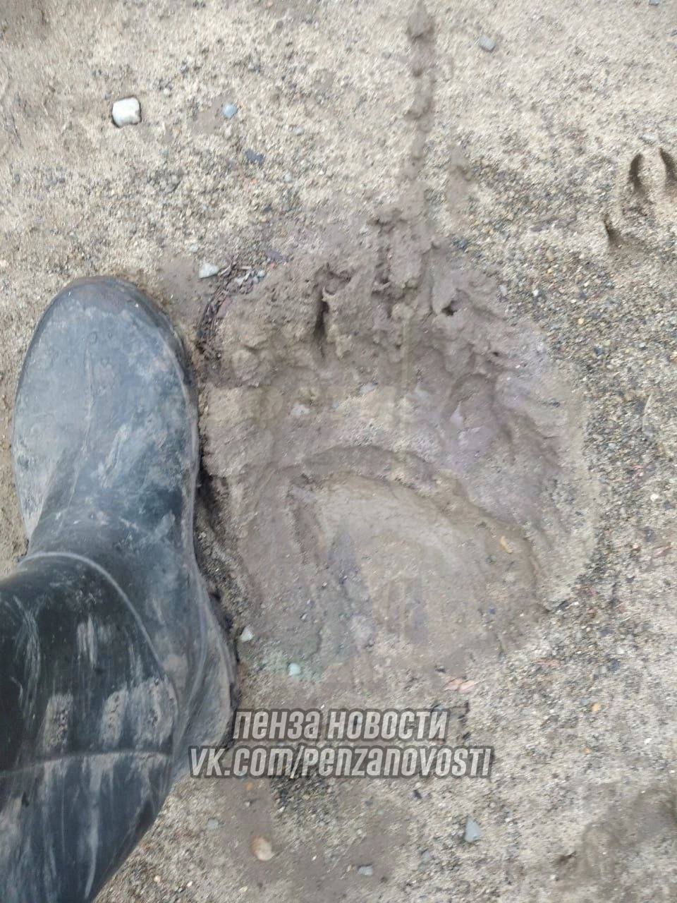 По дачам и кладбищам Никольского района разгуливает медведь